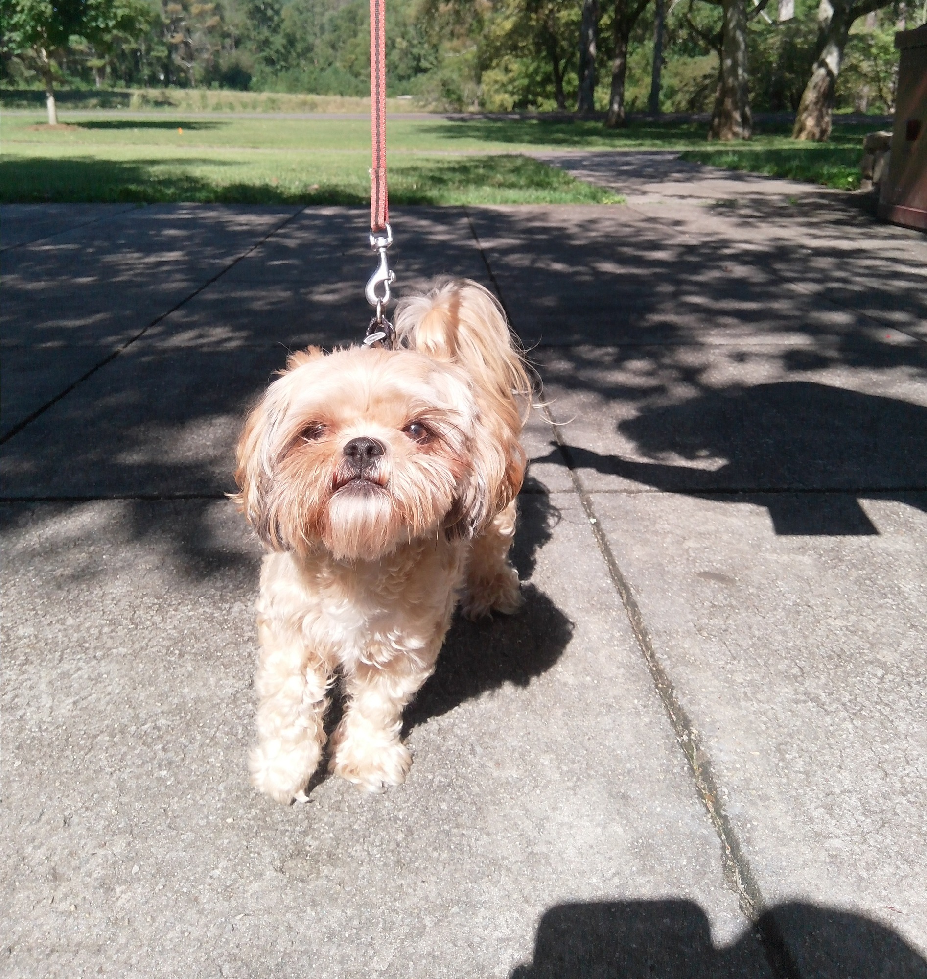 small tan dog standing on sidewalk
