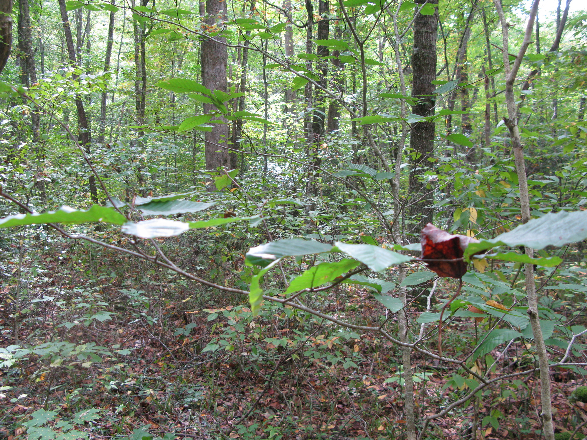 GRSM Accuracy Assessment. Plot Code: GRSM_AA_0286_4