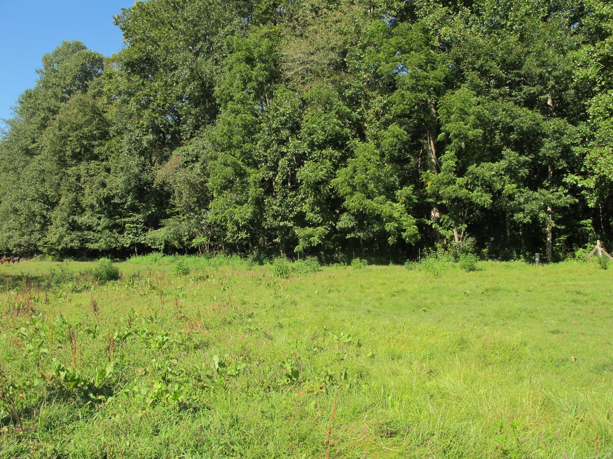 GRSM Accuracy Assessment. Plot Code: GRSM_AA_0837_5