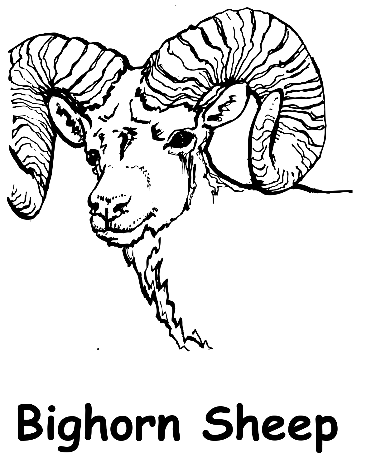 A coloring page with a bighorn sheep
