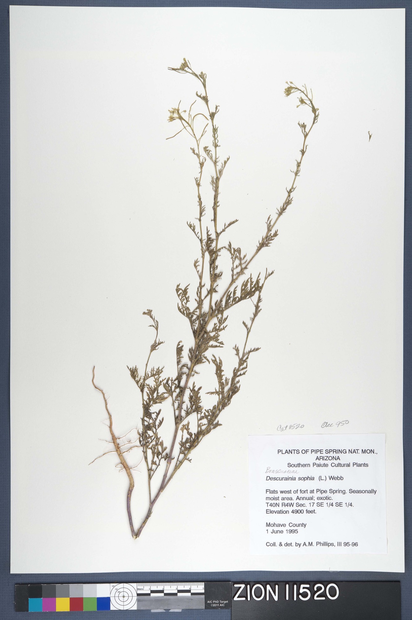 Herbarium Specimen Sheet 11520
