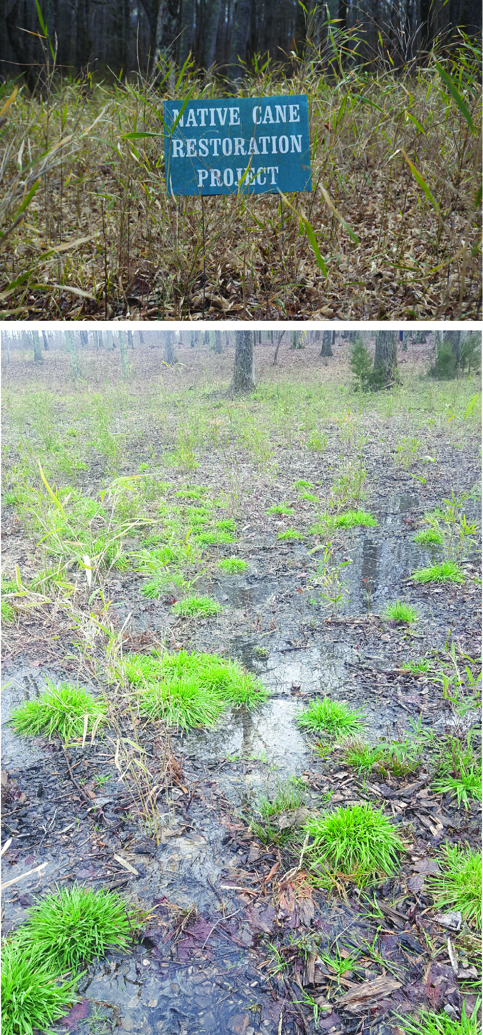 Figure 16. Photographs showing the cane restoration and wetlands at the battlefield. The top image shows a native cane restoration project area where cane has been replanted to mimic battle-era conditions. The bottom image shows a boggy area of ground with some cane and grasses growing and leafy debris from surrounding trees. Caption follows.