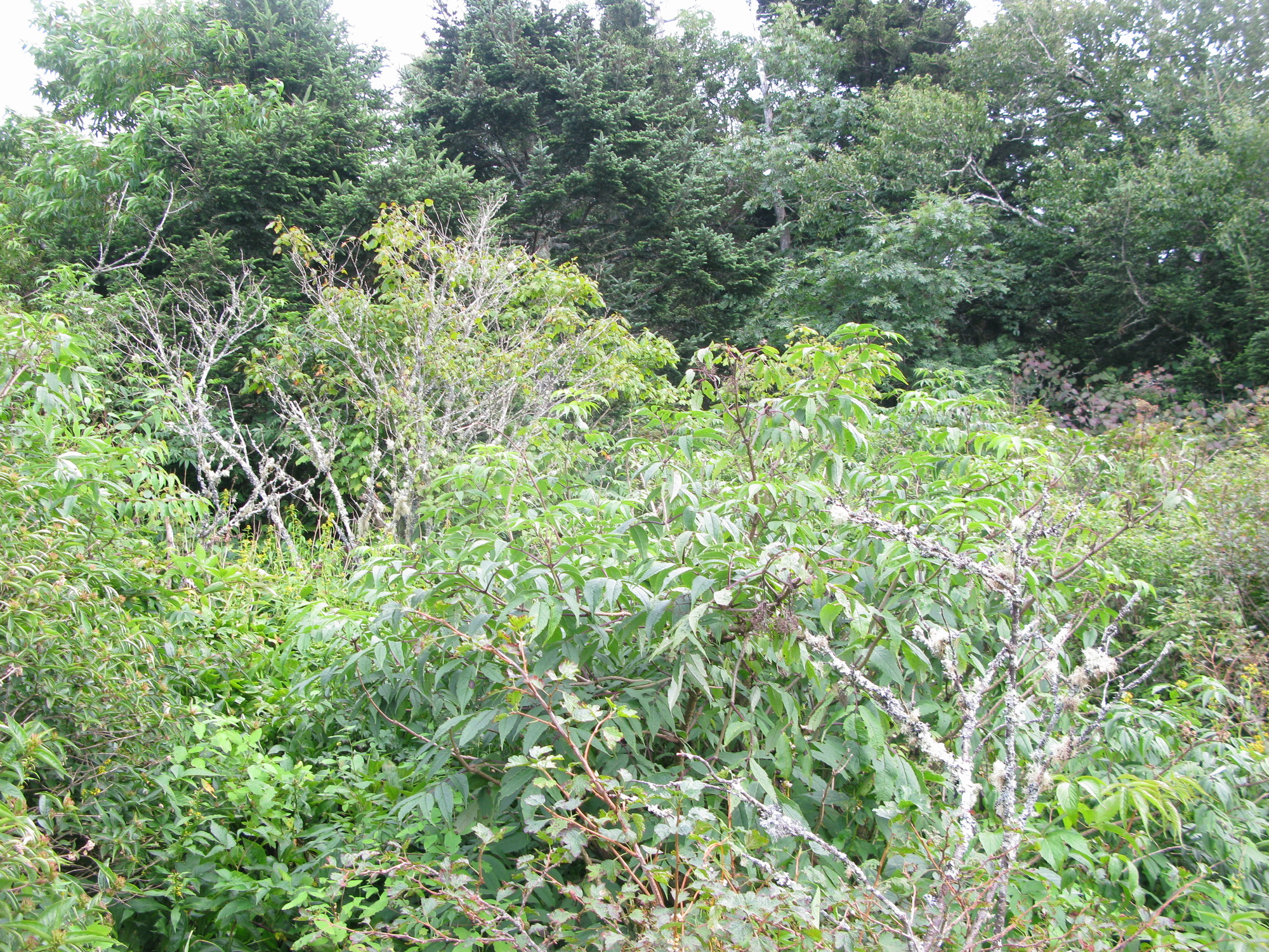 GRSM Accuracy Assessment. Plot Code: GRSM_AA_0747_4