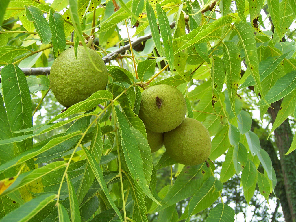 Black walnut