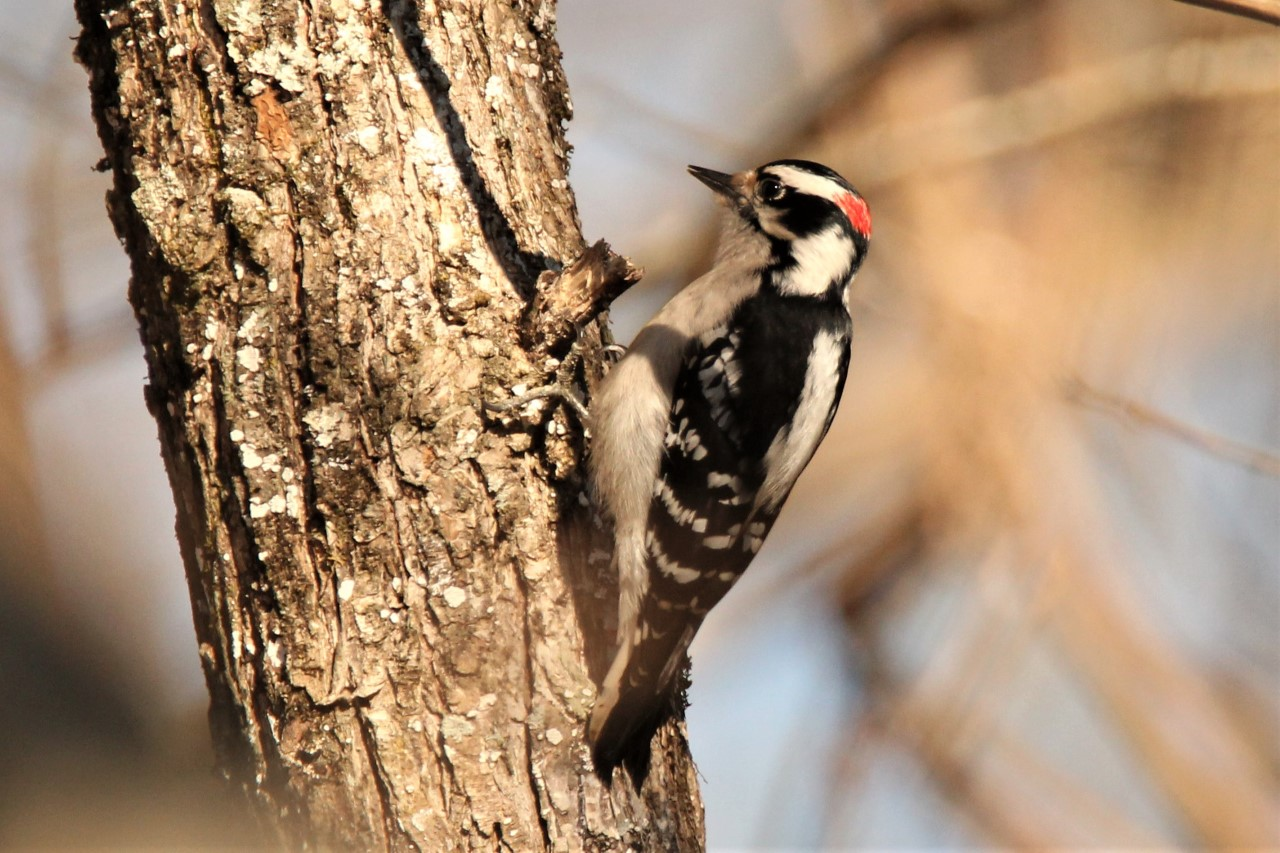 The small black and white woodpecker with a small patch of red on the back of its head clings to the bark of a tree. 