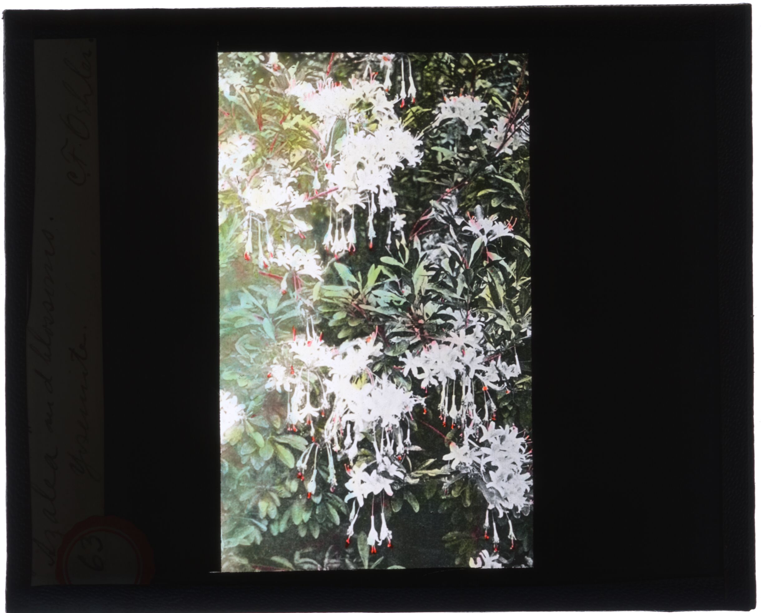 Azalea and blossoms. Yosemite.