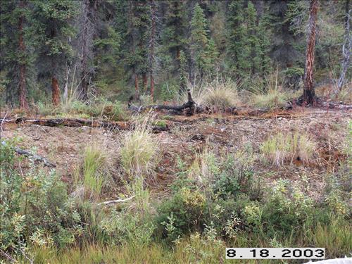 Wolf Survey, Denali, 2003