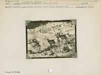 hfca_1607_iva_013_10_002_1713_a. Antelope [American Pronghorn]: Four, all alert.. Locality: Indian Gardens, Grand Canyon National Park. Negative #: 1713