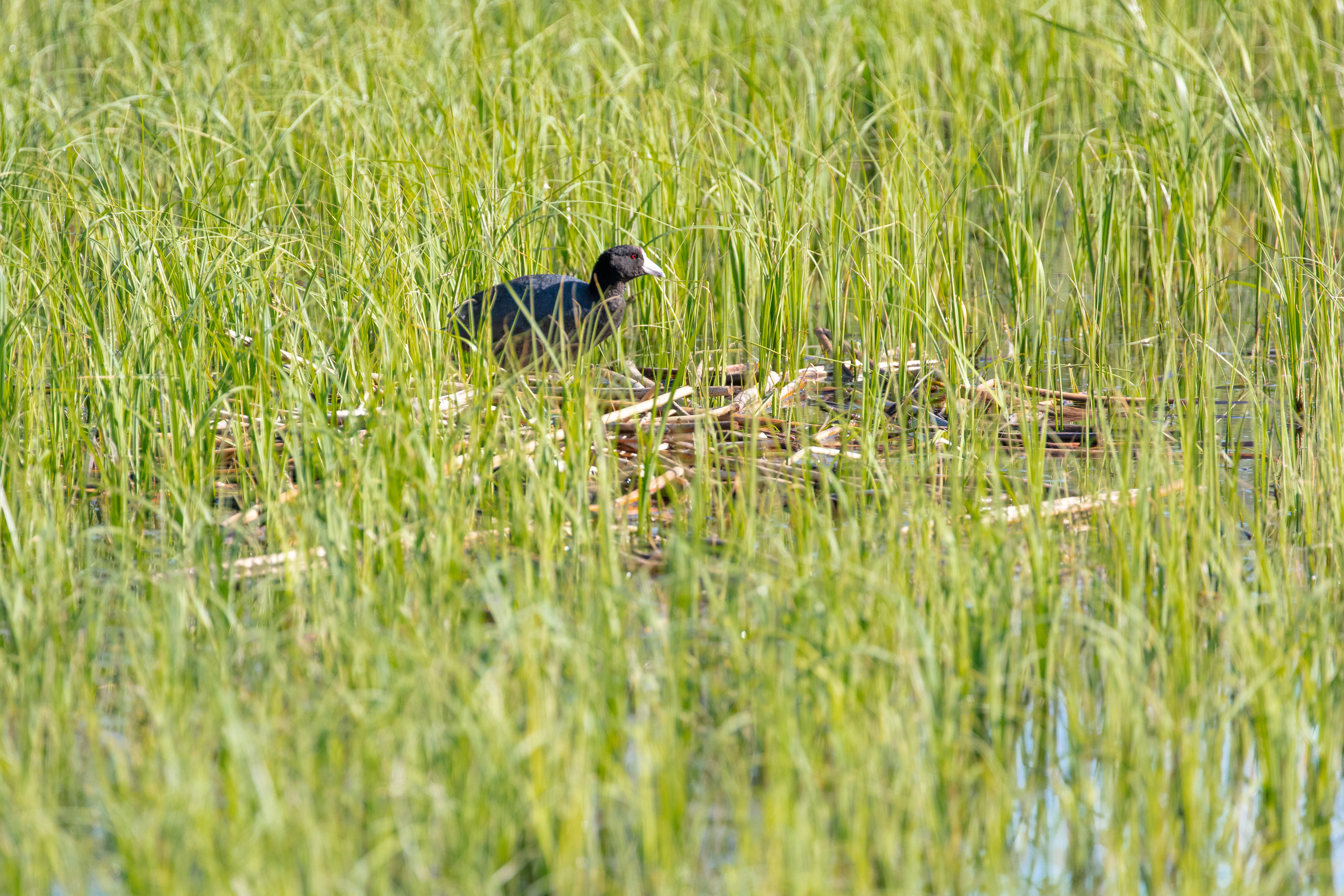 A coot stand on reeds in a pond.