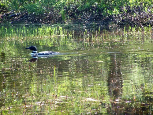 A loon on Echo Lake.