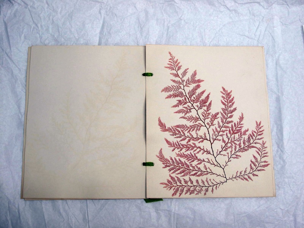 A modern image of a pressed plant that is attached to a binder page. 