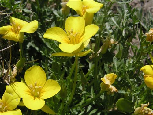 Selenia dissecta. Big Bend National Park, Dog Flat. February 2005
