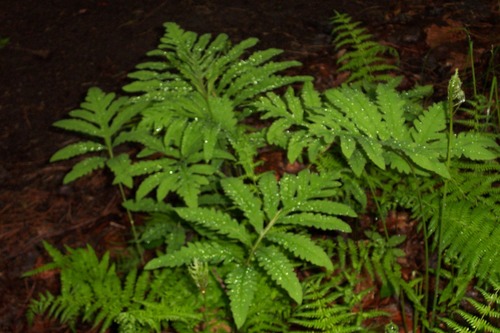 Sensitive Fern