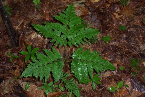 Oak Fern
