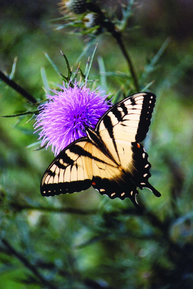 A tiger swallowtail on a thistle.