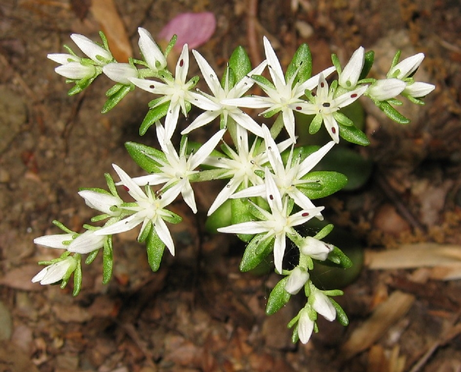 White pointed petals make star shapes along low creeping branches.