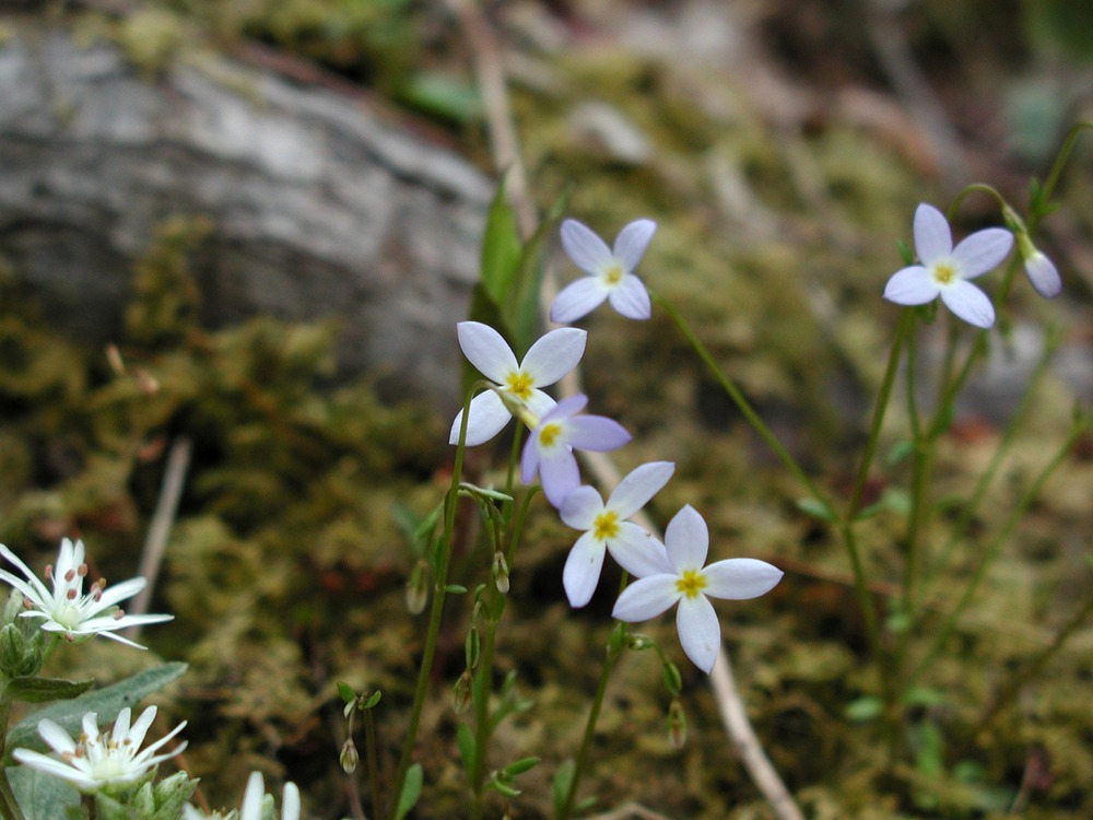 bluets in forest