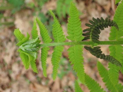 Interrupted Fern