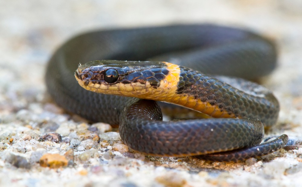 Ringneck Snake