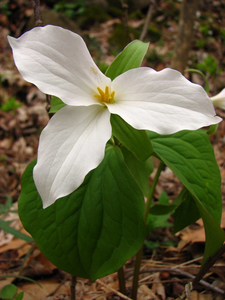 Large-flowered Trillium 