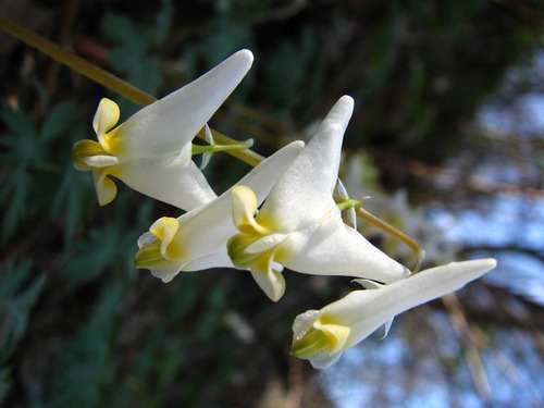 Dutchman's Breeches 