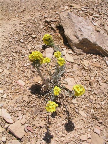 Lesquerella fendleri. Big Bend National Park, Sawmill Road. March 2004