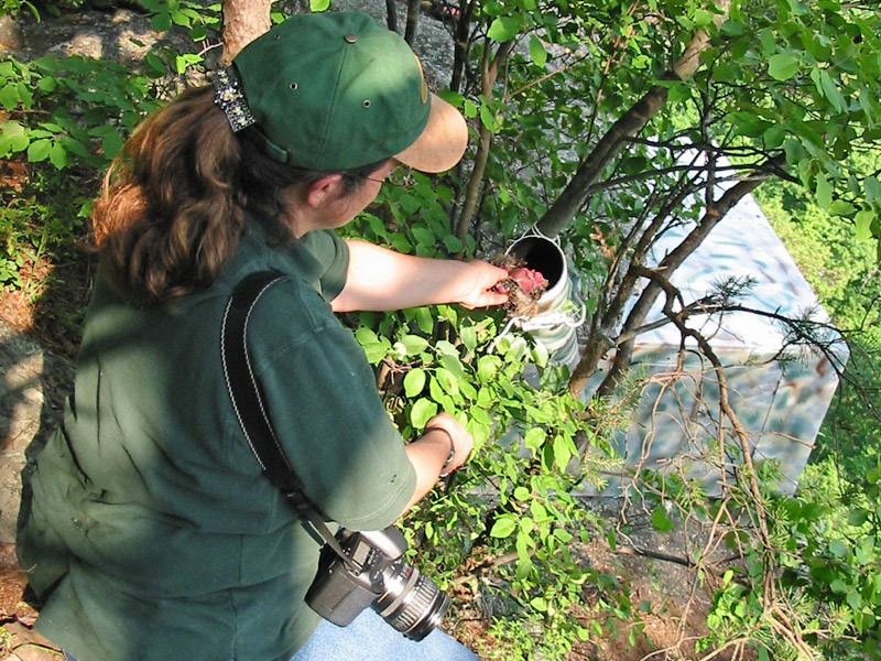 Wendy Perrone feeds the birds through a feeding tube