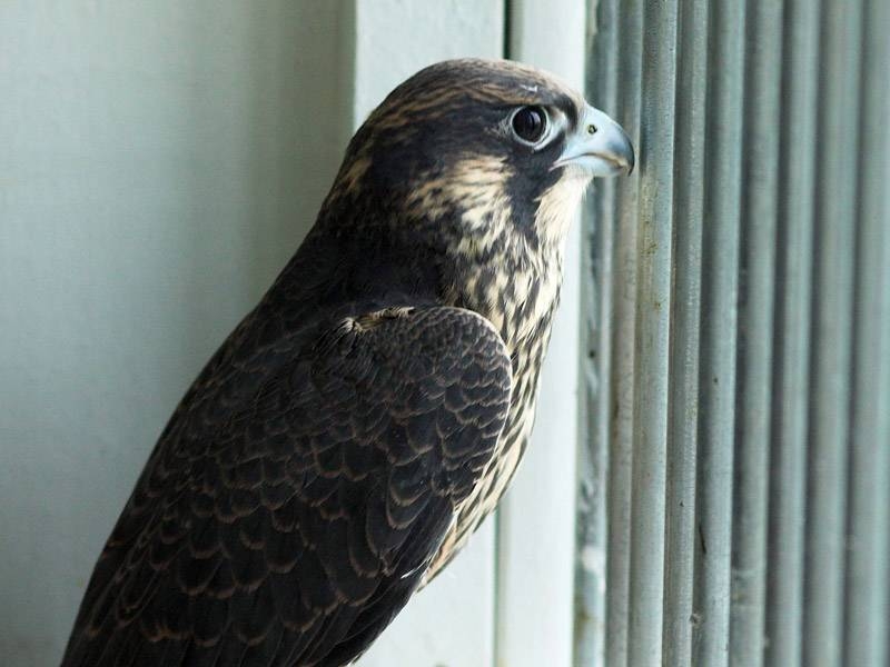 Peregrine chick looking out of hack box