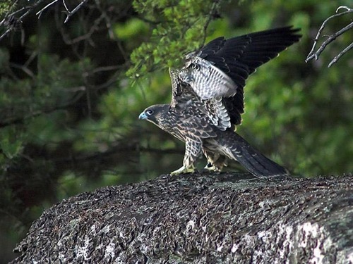 One of the falcons getting ready to test her wings