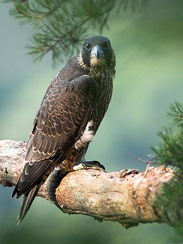 Peregrine Perched on Branch