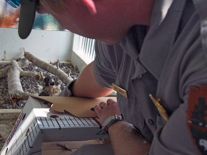 The park wildlife biologist transfering chicks into the hacking box