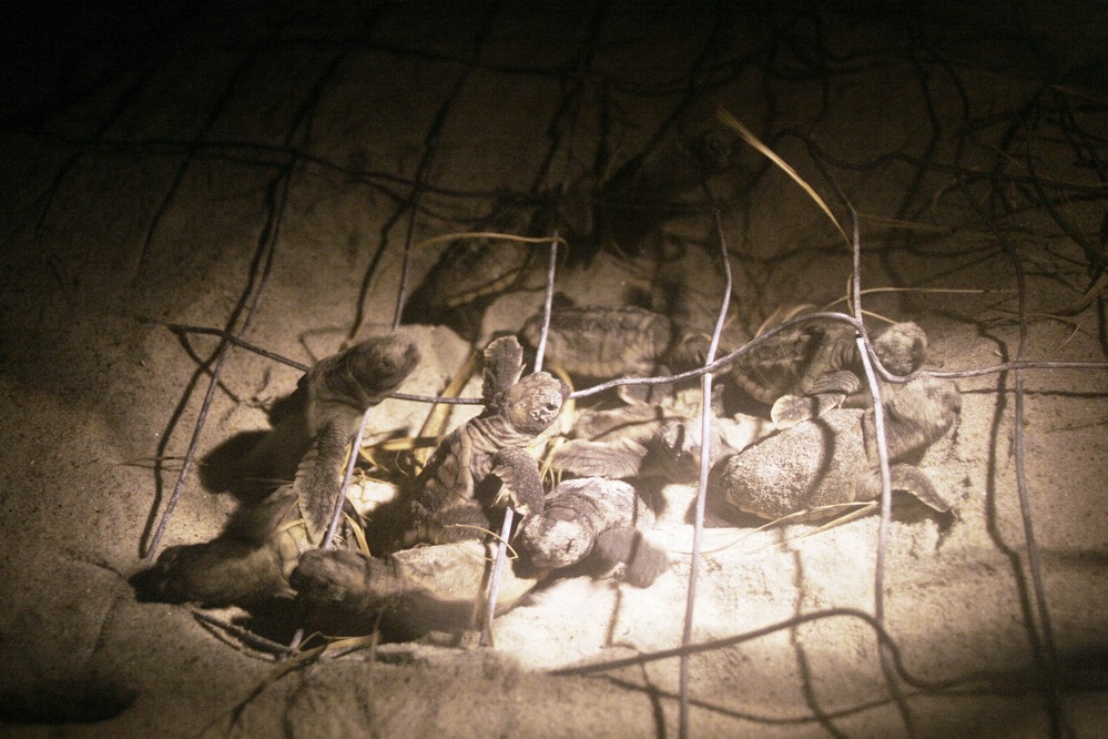 Loggerhead Sea Turtle Hatchlings