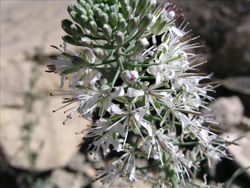 Thelypodium texanum. Big Bend National Park, Pena Mountain. February 2005