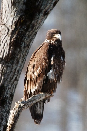 Immature eagle