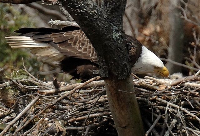 Feeding an eaglet