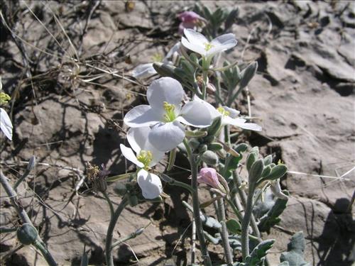 Synthlipsis greggii. Big Bend National Park, Dog Flat. January 2005
