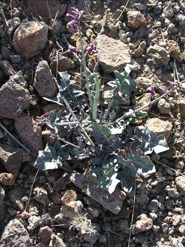 Streptanthus carinatus. Big Bend National Park, Route 13, mile 15. February 2004