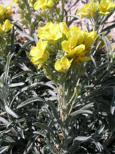 Lesquerella fendleri. Big Bend National Park, Dog Flat. February 2005