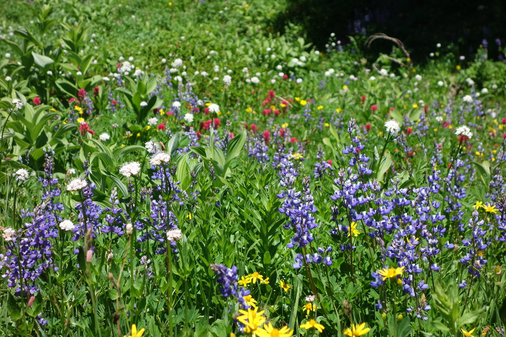 A variety of wildflowers blooming in a meadow