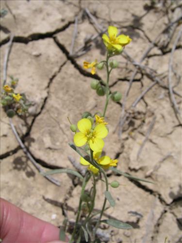 Lesquerella gordonii. Big Bend National Park, Agua Fria Road. April 2004
