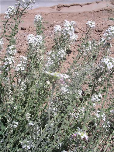 Dimorphocarpa wislizeni. Big Bend National Park, Panther Junction Housing Area. March 2005