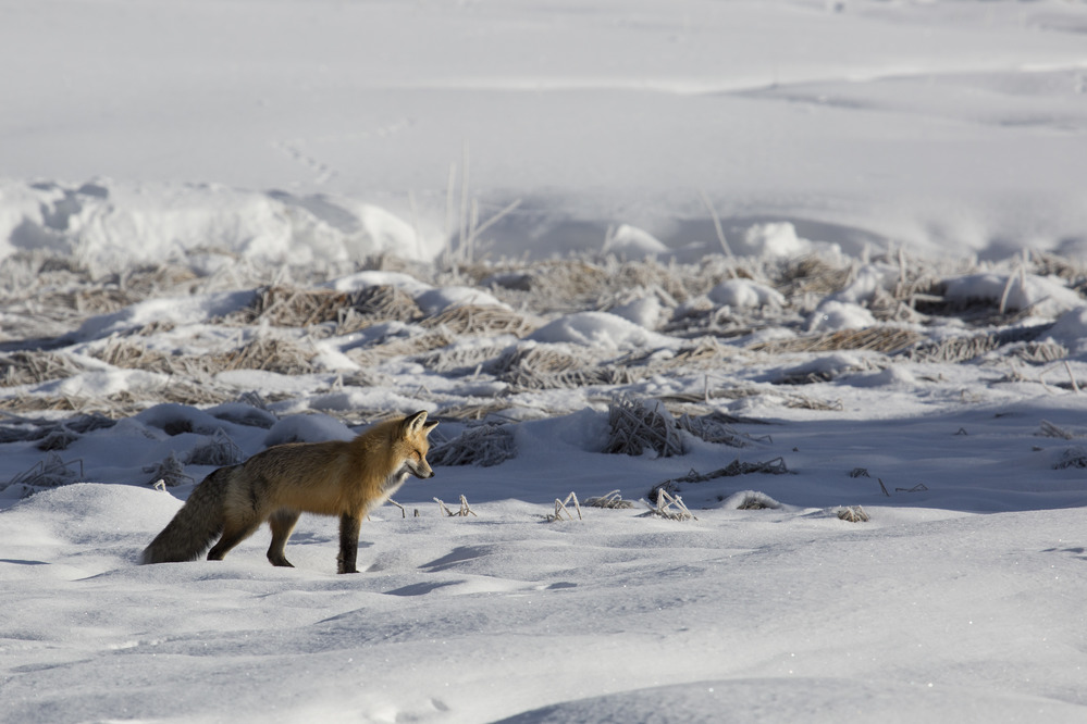 A red fox hunts near Terrace Spring
