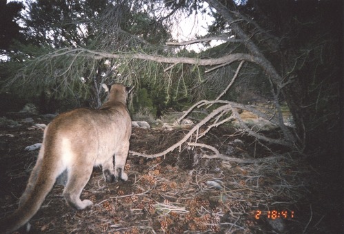 Mountain lion "captured" with remote camera.