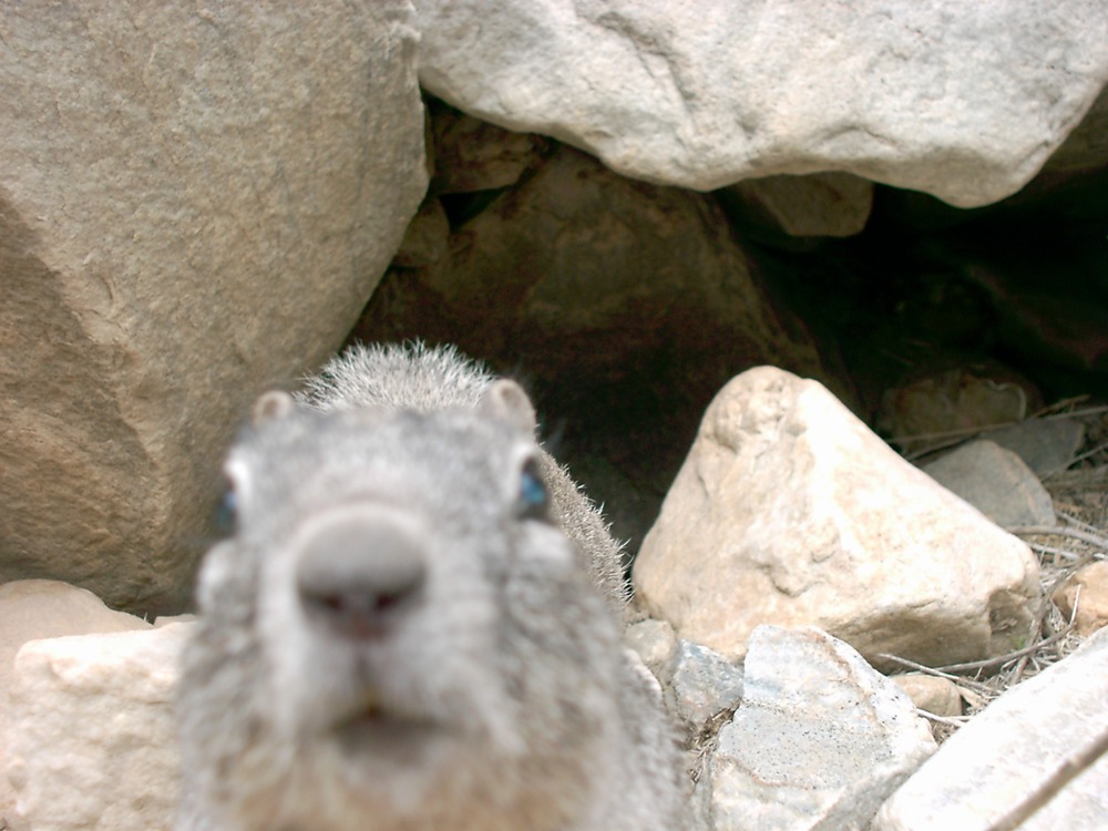 Yellow-bellied Rock Marmot "captured" up close and personal by remote camera.