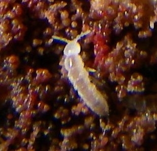 Springtails are so named because they have a tail that they can use to spring forward. They subsist on fungi and bacteria, along with lint and other material people may bring into a cave. Springtails are low on the food chain, feeding on bacteria and fungi, and are the most common animals found in the caves.
