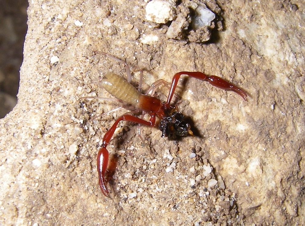Pseudoscorpions look like scorpions but do not have a tail. Males are darker in color and more common than females. As pseudoscorpions grow, they shed their exoskeleton in a process called molting. As a predator, they feed on a variety of arthropods including flies and springtails. Usually found under rocks, but sometimes crawling on cave walls and formations. Endemic to Great Basin National Park