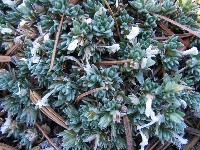 In high elevations you find signs of life and beauty.