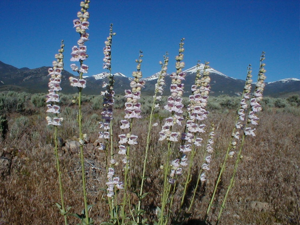 Palmer's Penstemon grow to 5 feet high and can be found between 3500-6500 feet in elevation on roadsides, washes, and mountain slopes.