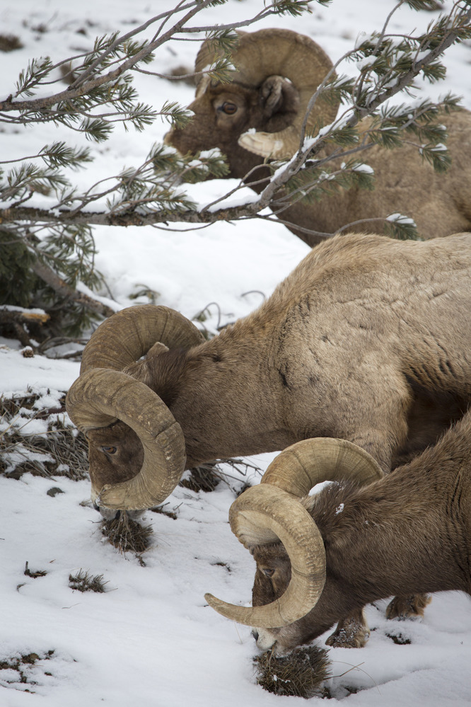 Bighorn sheep rams