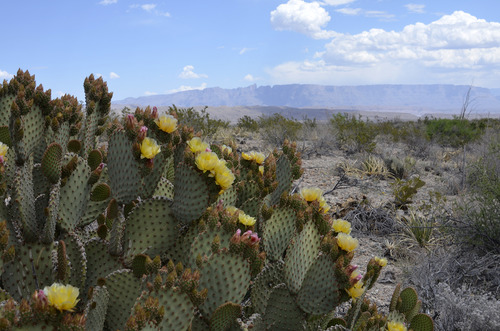 Cactus Vista